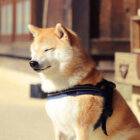柴犬,日本の原風景