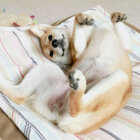 柴犬,トリック