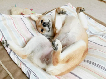 柴犬,トリック