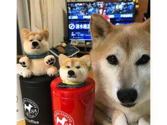 柴犬,ぽんぽん