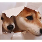 柴犬,いたずら