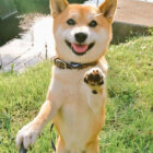 柴犬,自撮り