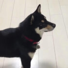 柴犬,YouTube
