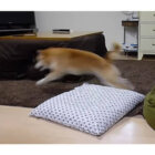 柴犬,YouTube