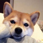 柴犬,あご乗せ