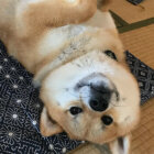 柴犬,似てくる