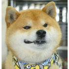 柴犬,ハッシュタグバトン