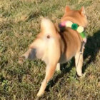 柴犬,シャッシャッ