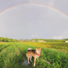 柴犬,絶景