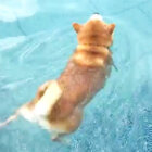 柴犬,スイミング