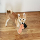 柴犬,ぬいぐるみ