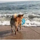 柴犬,海