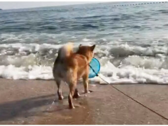 柴犬,海