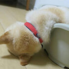 柴犬,液体説