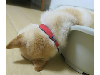 柴犬,液体説