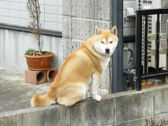 柴犬,高所好き