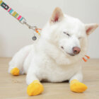 柴犬,靴