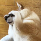 柴犬,ネコ
