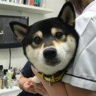柴犬,病院