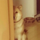 柴犬,家政婦は見た