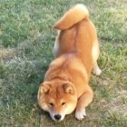 柴犬,尻尾