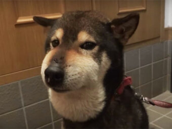 柴犬,YouTube