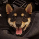 柴犬,可愛い