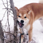 柴犬,海外