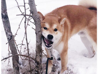 柴犬,海外
