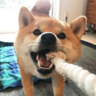 柴犬,お遊び