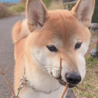 柴犬,戦利品