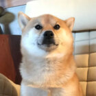 柴犬,エクササイズ