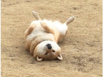 柴犬,かわいい
