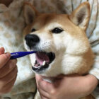 柴犬,ハミガキ