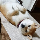 柴犬,邪魔可愛い