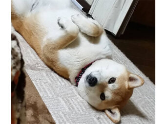 柴犬,邪魔可愛い