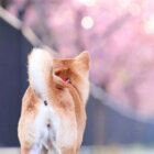 柴犬,桜