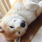 柴犬,ニヤリ