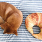 柴犬,パン