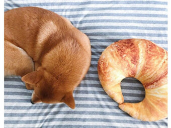 柴犬,パン