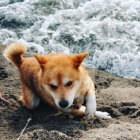 柴犬,海
