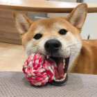 柴犬,カミカミ