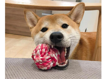 柴犬,カミカミ