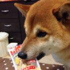 柴犬,悪賢い