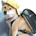 柴犬,学生