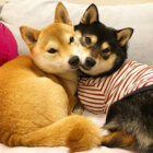 柴犬,仲良し