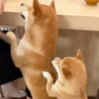 柴犬,リアクション