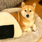 柴犬,食べ物おもちゃ