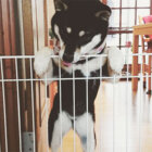 柴犬,ムキムキ