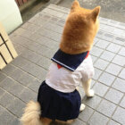 柴犬,女子高生風
